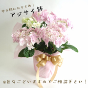 母の日特集花鉢